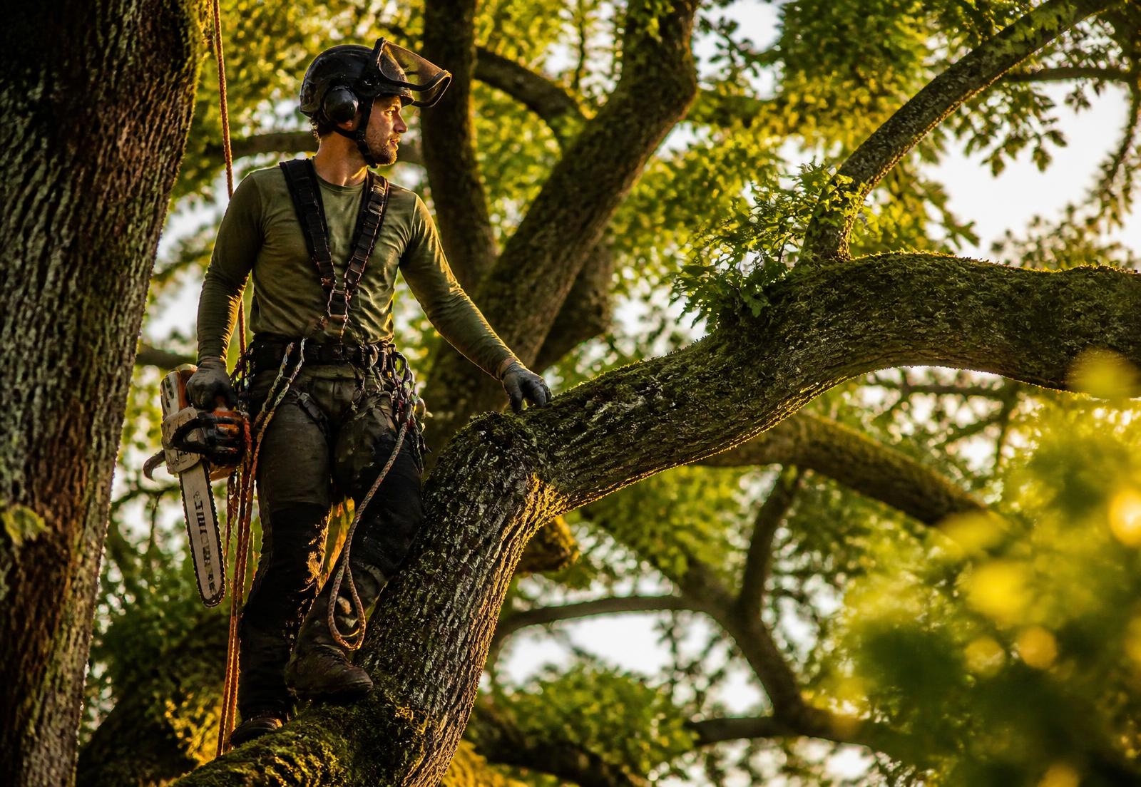 Arborista profesional podando un árbol con arnés y motosierra